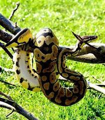 How To Tell Your Ball Python Gender 3 Methods Care Guides For Pet Lizards