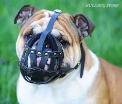 Log in / sign up. Ways Of Dog Muzzling English Bulldog Online Uk Shop Harnesses Muzzles Collars And Leads For English Bulldog English Bulldog Online Uk Store