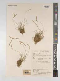 Image result for Tripogon