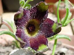 Image result for Cyphia brachyandra