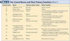 Your vagus nerve is responsible for the regulation of internal organs such as digestion, heart rate, respiratory rate and impacts certain reflex actions like coughing, sneezing, and swallowing. Duke Neurosciences Lab 2 Spinal Cord Brainstem Surface And Sectional Anatomy