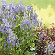 Image result for Scutellaria violascens