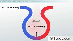 External And Internal Respiration In The Lungs Definition Process