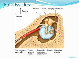 Malleus handle, spatulate process, lateral process, anterior process, neck, head. Ear Ossicles Malleus Incus And Stapes Transmit Vibrations To The Oval Window Dampened By The Tensor Tympani And Stapedius Muscles Ppt Download