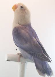 agapornis fischer sable arlequin cobalto violeta 앵무새