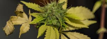 Does it make them stronger because it simulates wind? Avoid Clawed Leaves And Wind Burn Homegrown Cannabis Co