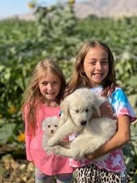 A purebred golden retriever puppy from a reputable breeder in the usa may cost you between $1,500 and $2,500. Puppy Pick Up Time Puppies Retriever Puppy Golden Retriever