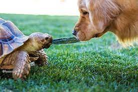 Meet The Golden Retriever And Tortoise Who Are Bffs American Kennel Club