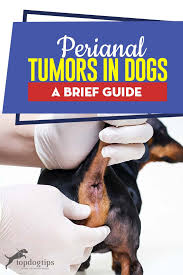 Most tumors of the prostate are a malignant type of glandular cancer, called adenocarcinoma. Pin On Top Dog Tips