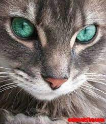 Emerald Green Cat Eyes Cute Cats Hq Pictures Of Cute Cats And Kittens Free Pictures Of Funny Cats And Photo Of Cute Kittens Cute Animals Cats Beautiful Cats
