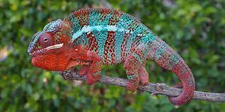 If you are concerned about whether or not your chameleon enjoys handling, assume that it doesn't, and let it be a beautiful animal to display in your home! Panther Chameleon Care Chameleon Academy