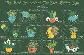 Cancers, the crabs of the zodiac, are those born between june 22 and july 22. The Best Houseplant For Your Zodiac Sign