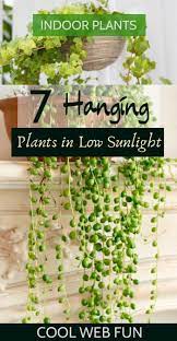 7 Best Indoor Hanging Plants With Low Maintenance Indoor Plants Low Light Hanging Plants Indoor Best Indoor Hanging Plants