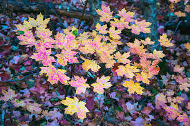 Check spelling or type a new query. Oak Creek Canyon Fall Colors Photograph By Dave Dilli