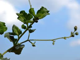 Image result for Lophiocarpaceae