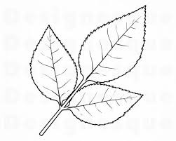 Black And White Outline Black And White Leaf Clipart Rose Leaf Outline Svg Leaf Svg Rose Leaves Svg Rose Leaf Etsy In 2020 Leaf Outline Leaf Clipart Leaf Template