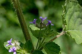 Image result for Hyptis