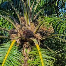 Image result for Elaeis guineensis