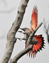 What is the size of a northern flicker? Northern Flicker Wikipedia