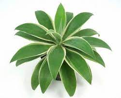 Excellent in containers or directly in the landscape in frost free areas. Agave Ray Of Light Agave Attenuata Agave Plant For Sale At Logee S