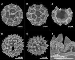 Image result for Erlangea remifolia