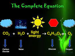 Photosynthesis Life From Light And Air Ppt Download