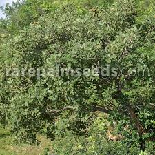 Image result for Terminalia mollis
