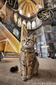 Gli The Kitty Who Lives In The Hagia Sophia Kedi Kedileri Seviyorum Hayvanlar