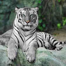 22 jan 2021 mpaa rating: 60 346 White Tiger Photos Free Royalty Free Stock Photos From Dreamstime
