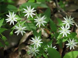 The unique however, you should consider the fact that if your seeds do not have the potential to color the flowers in purple, then no technique will fix it. Weeds That Grow In Winter Chickweed And Henbit