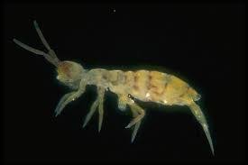 If you detect a springtail nest because of its brown color and approximately 10 cm size, you have to remove it. Springtails What Do Springtails Do And How Do You Get Rid Of Them