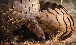 Pangolin scales have been removed from an official 2020 listing of ingredients approved for use in traditional chinese medicine in a move . China Removes Pangolin Scales From Its Traditional Medicine List World Today News