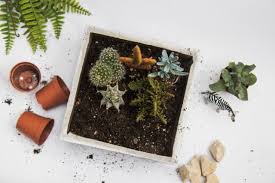 Y es que, claro, en muchos viveros se encuentran siempre a la venta con. Como Hacer Tu Propio Sustrato Para Suculentas Succulent Avenue