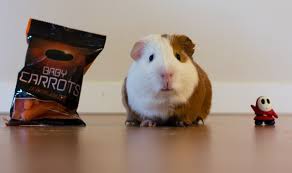 Before you do, check out this beginner's guide. 5 Best Animal Pets For Beginners Reportclue
