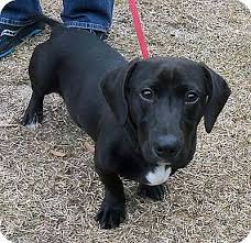 Both dog breeds are very different from each other this is why. Breed Profile Dachsador Dachshund Labrador Retriever Mix