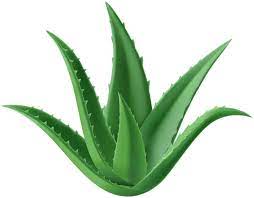 Aloe Vera Plant Png Clipart Aloe Vera Plant Aloe Vera Aloe
