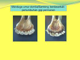 Maybe you would like to learn more about one of these? Domba Dan Kambing Ppt Download