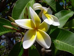This is a very popular frangipani bearing the much loved white and yellow to orange flowers only evergreen. Plumeria Flower Frangipani Free Photo On Pixabay
