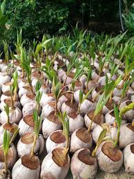 Sama halnya dengan menanamkan bibit tanaman lain, penanaman bibit kelapa sawit kedalam baby bag melewati beberapa langkah berikut Panduan Lengkap Tanam Kelapa Matag Untuk Hasil Yang Lumayan Impiana
