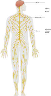 As with other higher vertebrates, the human nervous system has two main parts: Nervous System Course Hero