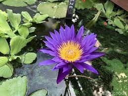True lilies belong to the genus lilium and grow from plump, scaly bulbs. Water Lilies Flower Types Colors And Pictures Florgeous
