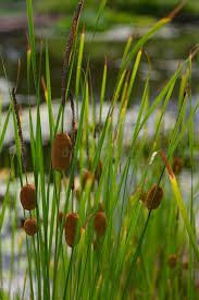 Image result for Typhaceae