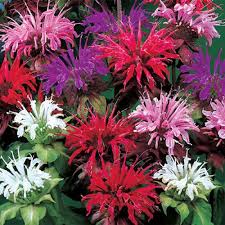 Mixed Bee Balm Gurney S Seed Nursery Co Bee Balm Flower Flower Seeds Bee Balm
