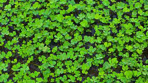 Semanggi empat daun keberuntungan shamrock, semanggi empat daun, daun, rumput, batang tanaman png. Semanggi Legenda Sang Pembawa Keberuntungan Greeners Co