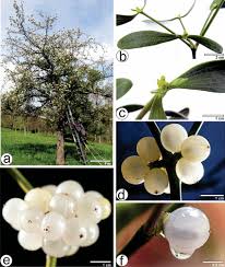 Image result for Viscum cylindricum