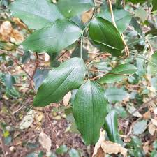 Image result for Behnia reticulata