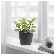 Persillade Plant Pot Dark Gray 4 Ikea Potted Plants Clusia Indoor Plant Pots