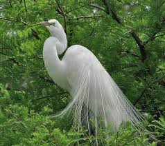 Most Beautiful Pictures Of Nature Natural Greenery Photo Most Beautiful Images Of Nature 2 Beautiful Images Nature Most Beautiful Birds Beautiful Birds