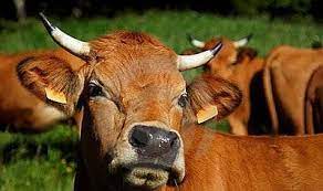 Cows use their horns to control their body temperatures and defend themselves against predators. Cows Just As Many Bulls Male Cattle Have Horns As Cows Female Cattle Cow Cattle Bull