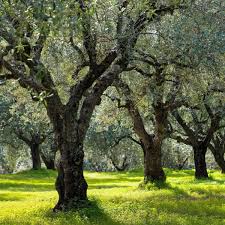 Filtered sun to light shade. Master Gardeners Growing Olive Trees In Napa Valley Master Gardener Napavalleyregister Com